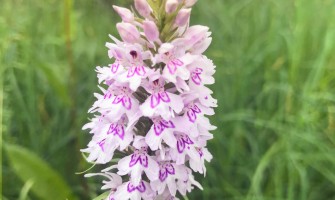 Why Do People Litter Pick?